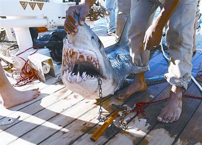 埃及红海鲨鱼出没 一周内袭击5游客(图)