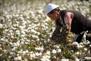 新疆欲大幅削减棉花种植面积