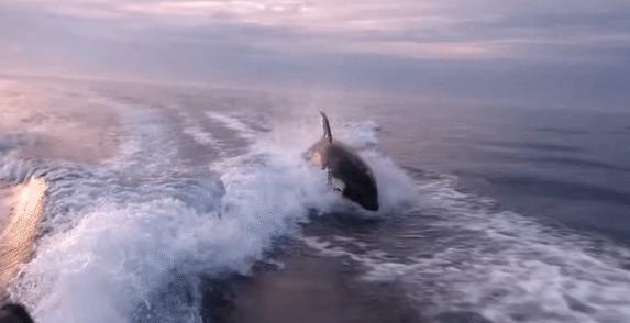 吓破胆！美国渔夫被一群虎鲸“追杀”