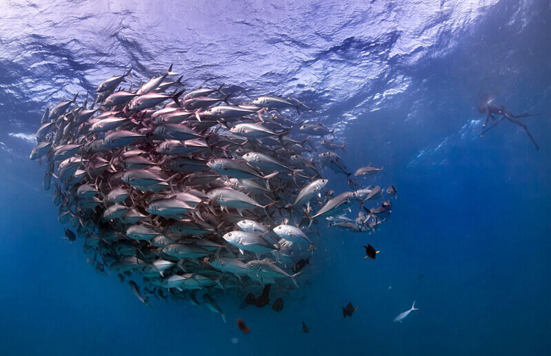探险家抓拍海底“鱼群龙卷风”壮观场面
