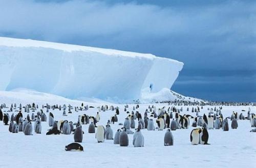 美媒：中国游客到访南极洲人数激增 中国排第三