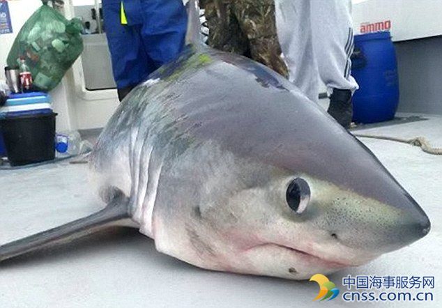 英国垂钓爱好者意外钓起重达400斤鼠鲨【视频】