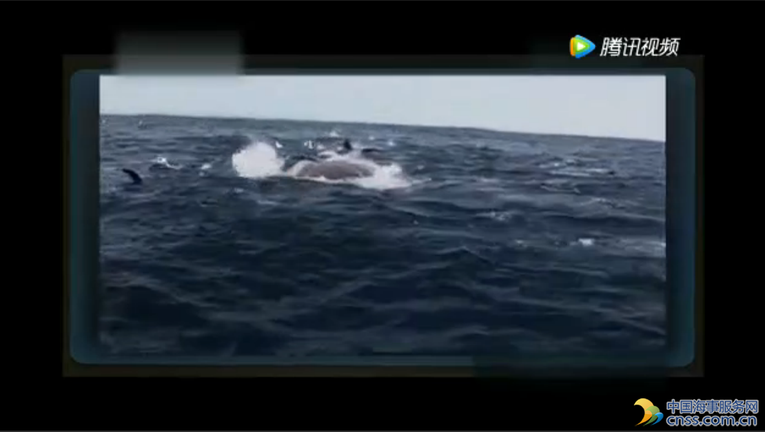 鲸鱼划过船底，船差点翻了，船员蒙了【视频】