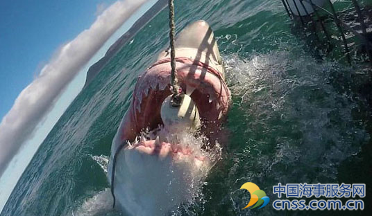 南非724公斤大白鲨水中跃起霸气撕咬饵食