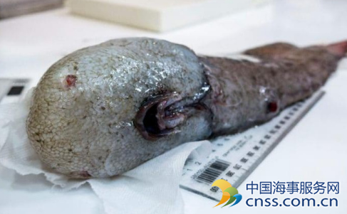 澳深海发现奇特生物 包括“无脸”鱼和食肉海绵