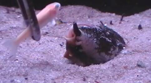 实拍海螺伸出粉色毒牙 一口气活吞一整条鱼