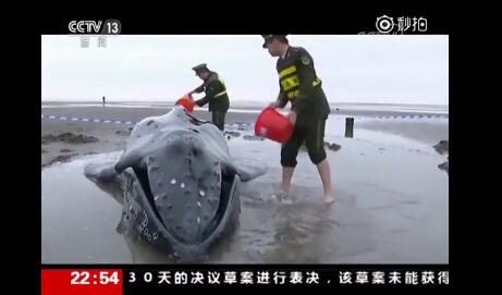 人们三次救援 仍没能挽救座头鲸宝宝的生命