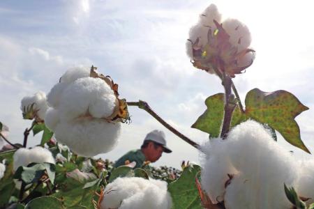 美国供应遭阻!中国大幅增加印度棉花进口!