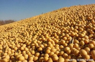 港媒：巴西大豆预计可满足需求 中国不需从美国进口