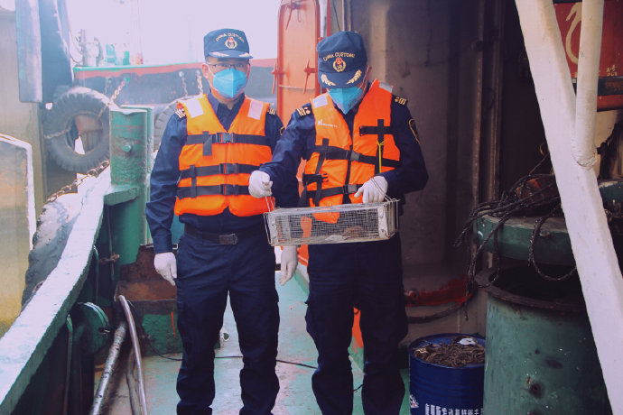 佛山海关驻顺德办事处在入境船舶上截获携带汉坦病毒的活鼠