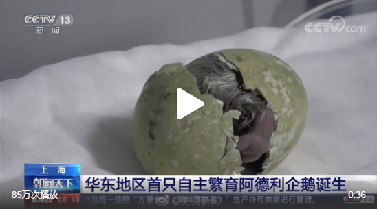 华东首只自主繁育阿德利企鹅出生