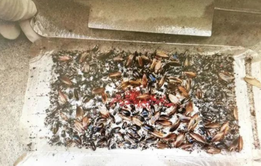 惊悚！入境船舶上发现1万余只蟑螂！船员和海关该如何应对？