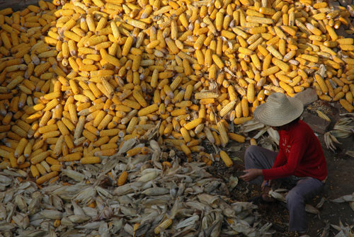 南方集中抢玉米赚补贴 国家抛储平抑价格