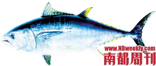 蓝鳍金枪鱼面临灭绝 80%被日本消费