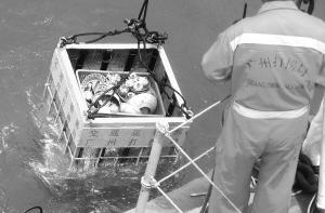“南澳一号”或是艘武装商船 暂未发现人类骨骼