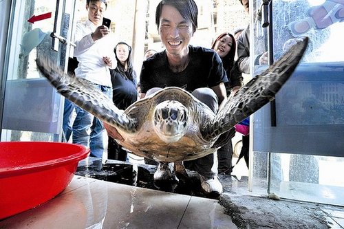 湖北武汉船员国外救大海龟 回国喂养成难题（图）