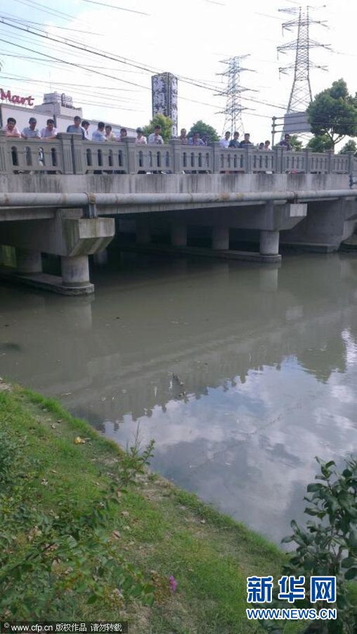 上海浦东河道现1.2米长鳄鱼 系从饭店内逃出