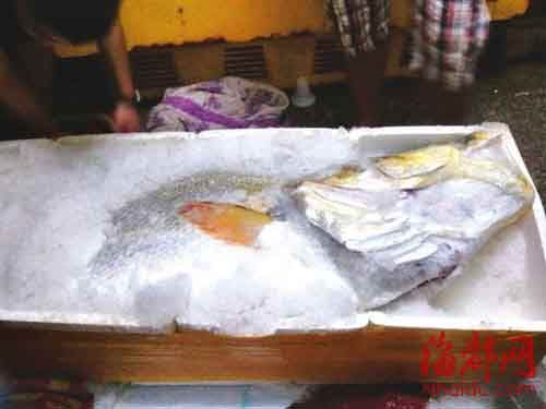 穷渔民捡160斤黄唇鱼卖出300万天价暴富（多图）