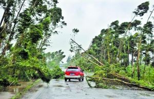 广东省湛江市，马路两边的树都被台风刮倒，给 过往车辆造成麻烦。记者陈卓达 摄