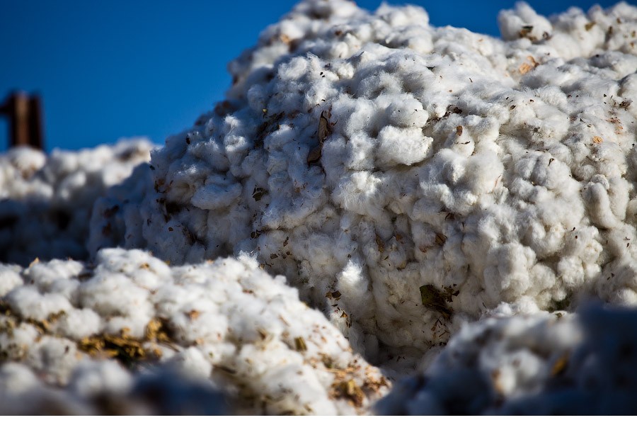 Zhangjiagang Bonded Area Saw Influx of Cotton from Uzbekistan
