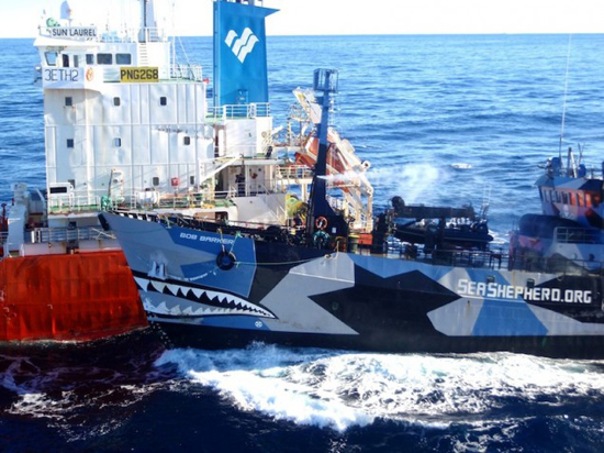 美国法院裁定反捕鲸组织冲撞日船为海盗行为