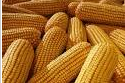 Recent Corn market trends in Chinese ports 