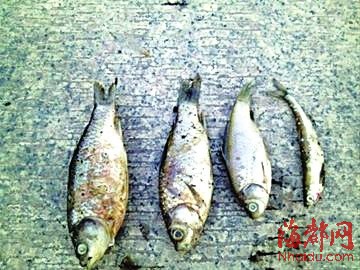 上海死鱼追踪：上海一河道 两天捞出数百斤死鱼 (图)