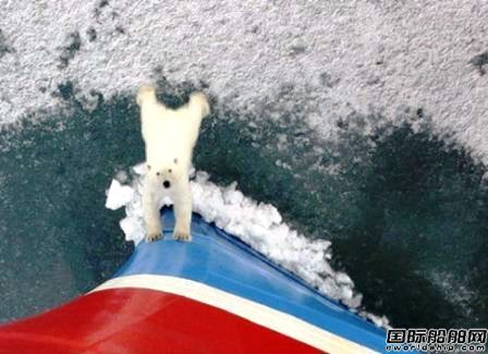 北极熊欲“挡”破冰船
