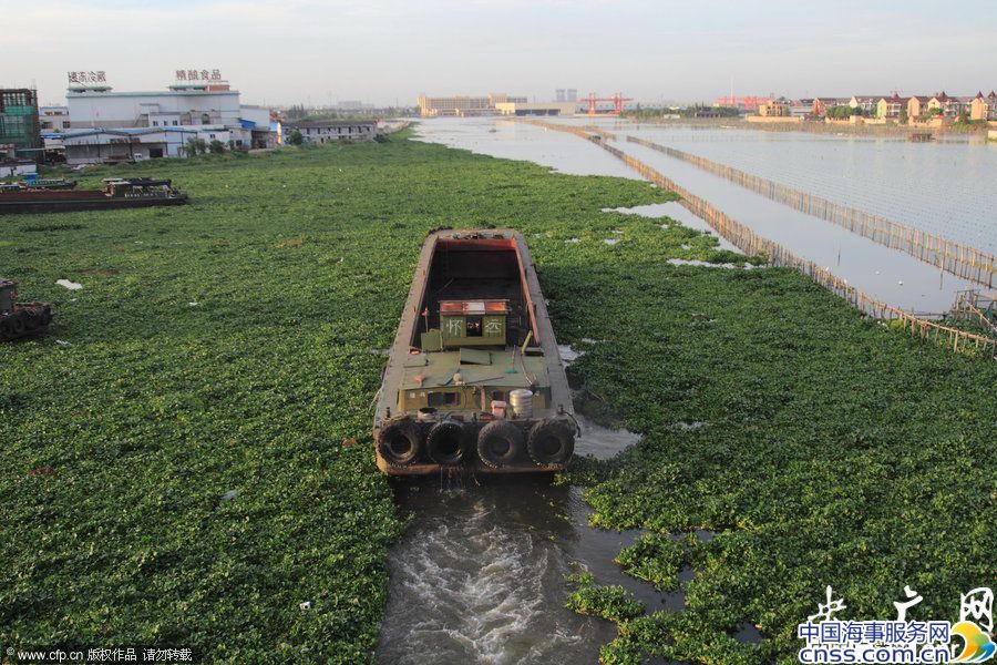 水葫芦持续封堵杭甬大运河 船主怨声载道