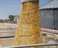 China May Halt Corn Imports From U.S. on GMO Cargoes, Yigu Says 