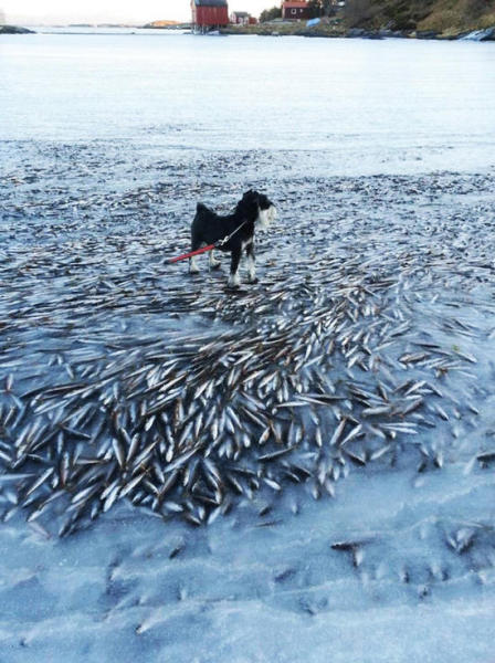 挪威极寒鱼群被冻僵凝固冰层内 保持游弋姿态