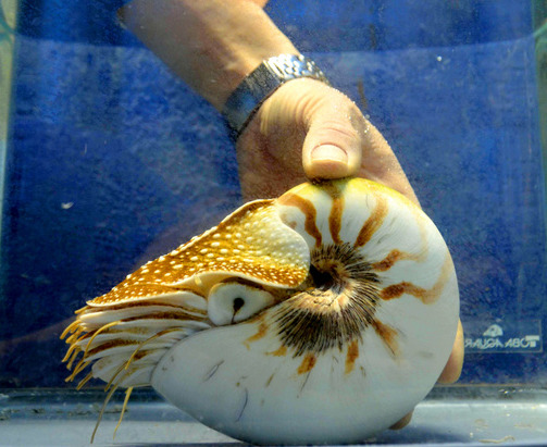 日本水族馆饲养“最长寿”鹦鹉螺 刷新世界纪录