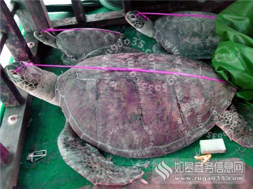 菲公布渔船海龟照片 被扣11名船员将接受反偷猎法指控