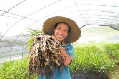 去年，龙马潭区的生姜产值达到4亿元。