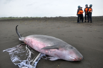 一只小抹香鲸搁浅在宜兰海岸，母子双亡。台湾“中央社”图
