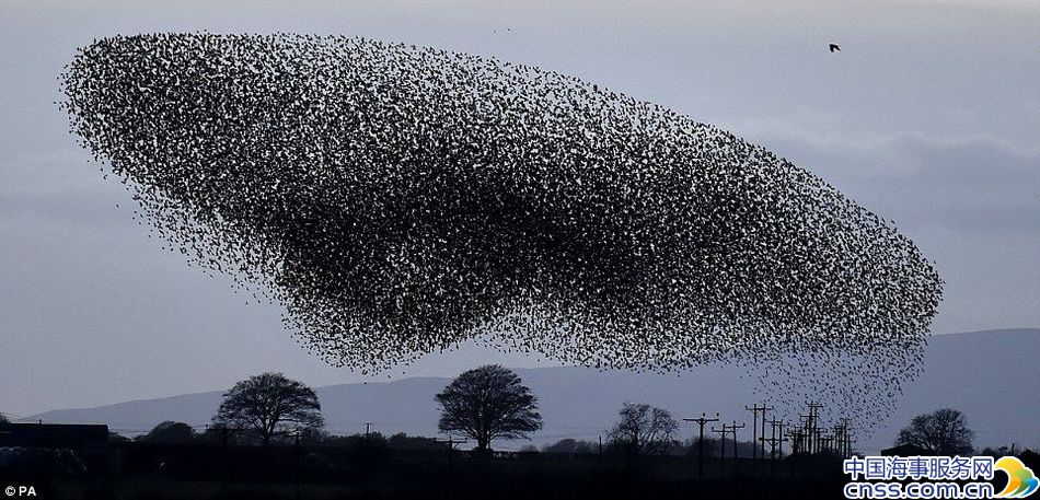 英国小镇空气清新 空中5万只鸟儿偏偏起舞【高清】