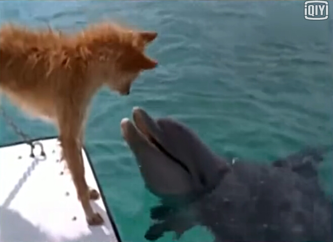 海洋界的感动——海豚为救狗狗与鲨鱼搏斗【视频】