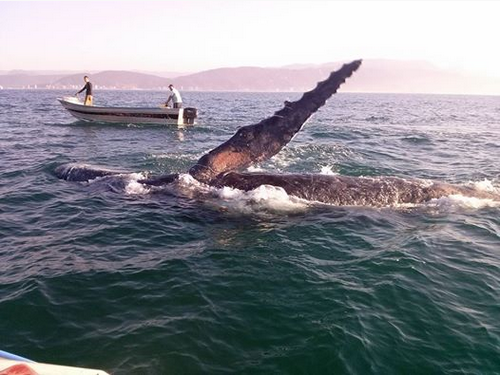 被救鲸鱼扬起“手臂”感谢巴西船员