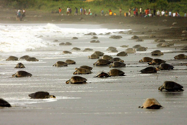 星级待遇：墨西哥出动无人机保护海龟产卵