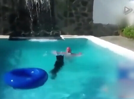 主人在泳池假装溺水 狗狗狂吠跳水救援【视频】