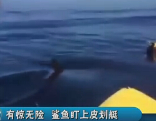 实拍鲨鱼盯上皮划艇 船员被吓动弹不得【视频】