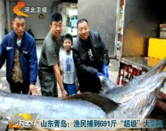 山东青岛 渔民捕到691斤超级大剑鱼【视频】