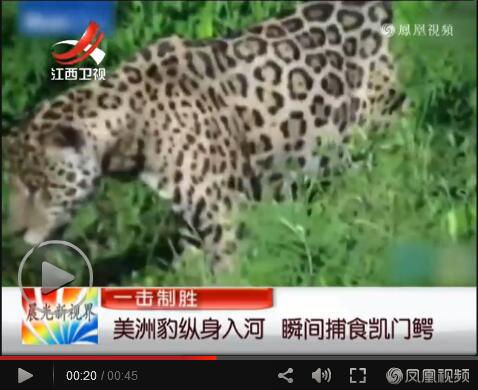 美洲豹纵身入河 瞬间捕食凯门鳄【视频】