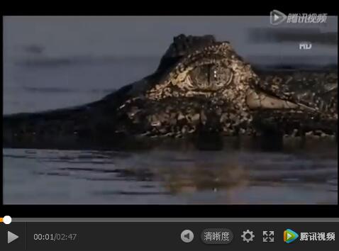 实拍美洲虎潜入水中猎杀鳄鱼【视频】