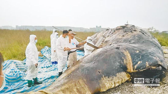抹香鲸搁浅台湾近海 肚里全是塑料袋
