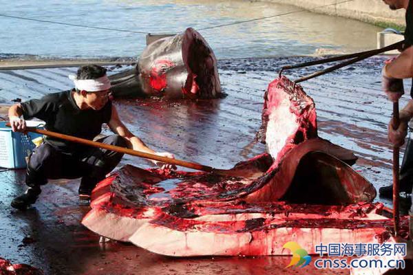 澳法院裁定非法捕鲸案 向日本船舶公司索赔71万