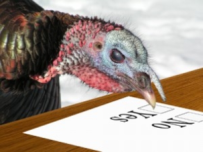 Dry bulk FFA market: Turkeys - get out and vote!