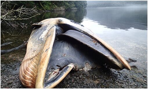 智利南部搁浅337头鲸鱼 科学家称或死于“赤潮”
