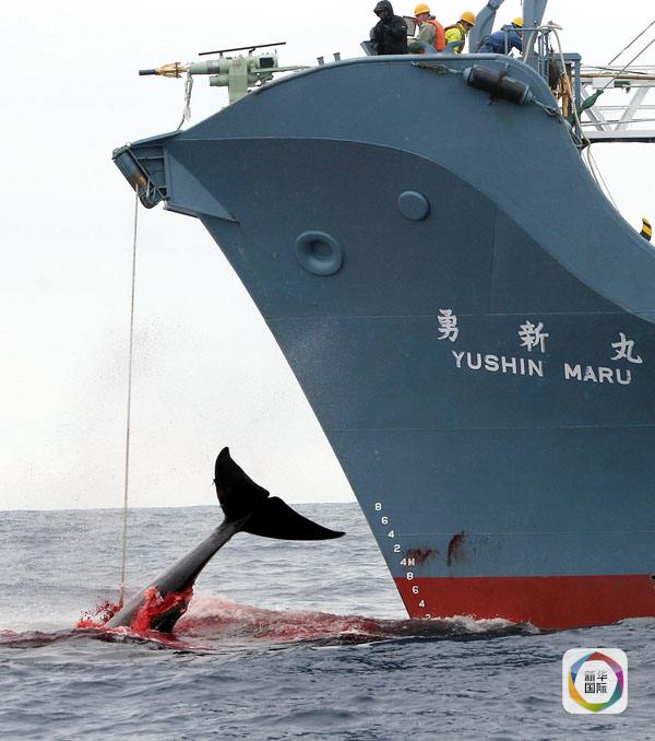 这张拍摄于2006年1月7日的资料照片显示了日本捕鲸船在南太平洋海域捕鲸的场面。（图片来源：新华/法新）
