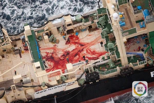 这张拍摄于2014年1月5日的照片显示，一条日本捕鲸船上的工人肢解完四条濒危的小须鲸之后走在鲜血染红的甲板上。（图片来源：新华/法新）